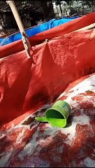 Kolam bekas ikan lele yang kena penyakit, sterilkan cuci pakai detergen