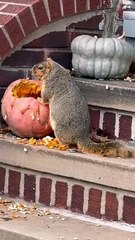 Randy l'écureuil se prépare pour l'hiver