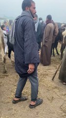 بقره الفصيح الصغير في السوق الزقازيق