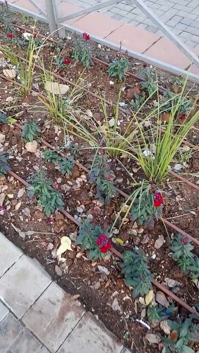 A row of plants by the Jerusalem railway near the Old City