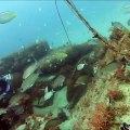 Spearfishing Ship Wrecks with Giant Grouper!