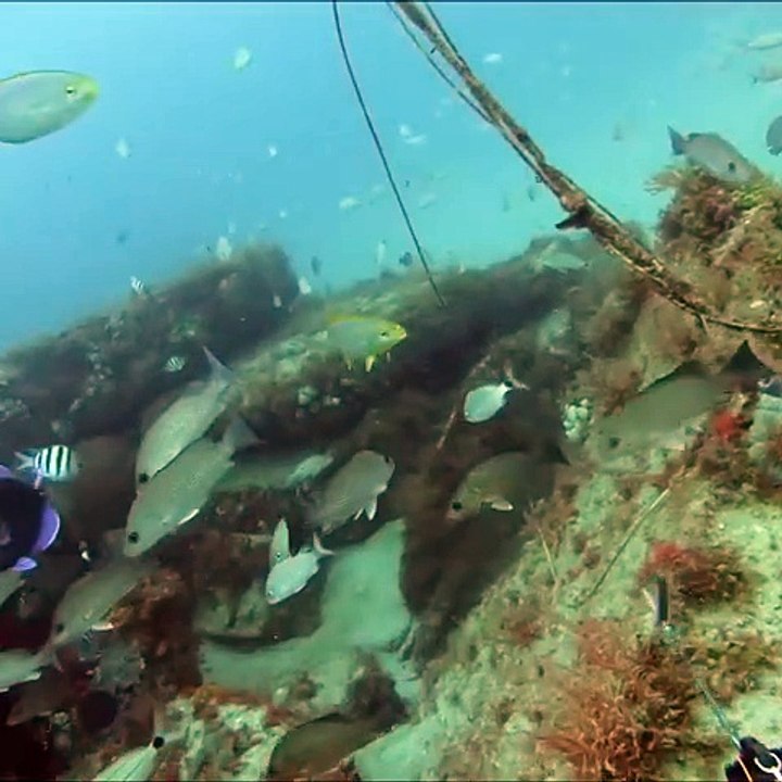 Spearfishing Ship Wrecks with Giant Grouper!