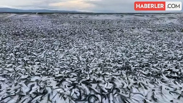 Japonya'da esrarengiz olay! On binlerce sardalya ve orkinos kıyıya vurdu