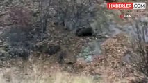 Sivas'ta yola inen anne ayı ve 2 yavrusu böyle görüntülendi