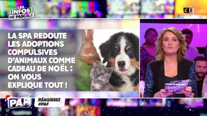 La SPA redoute les adoptions compulsives d'animaux comme cadeau de Noël