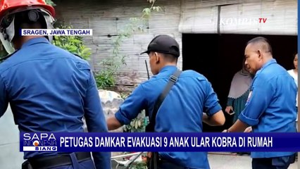 Petugas Damkar Sragen Evakusai 9 Ekor Anak Ular Kobra dari Dalam Rumah Warga