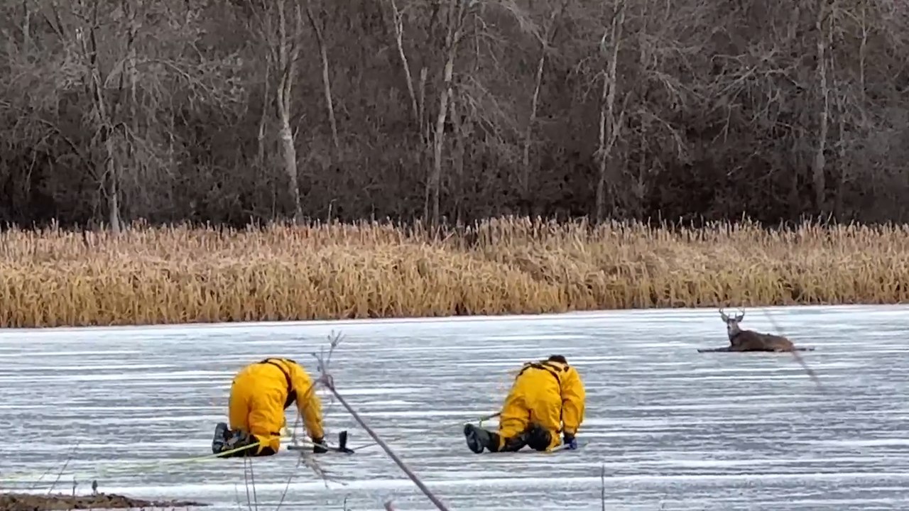 Stranded Deer on Ice Rescued by Firefighters