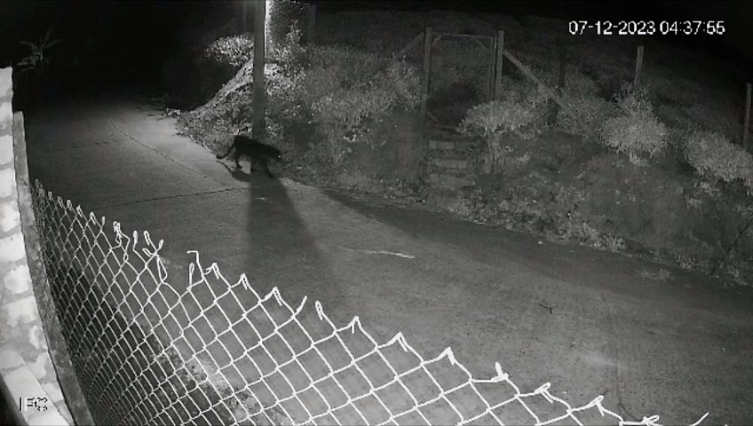 குடியிருப்பு பகுதியில் ஒய்யாரமாக உலா வரும் கருஞ்சிறுத்தை; கோத்தகிரியில் பொதுமக்கள் அச்சம்