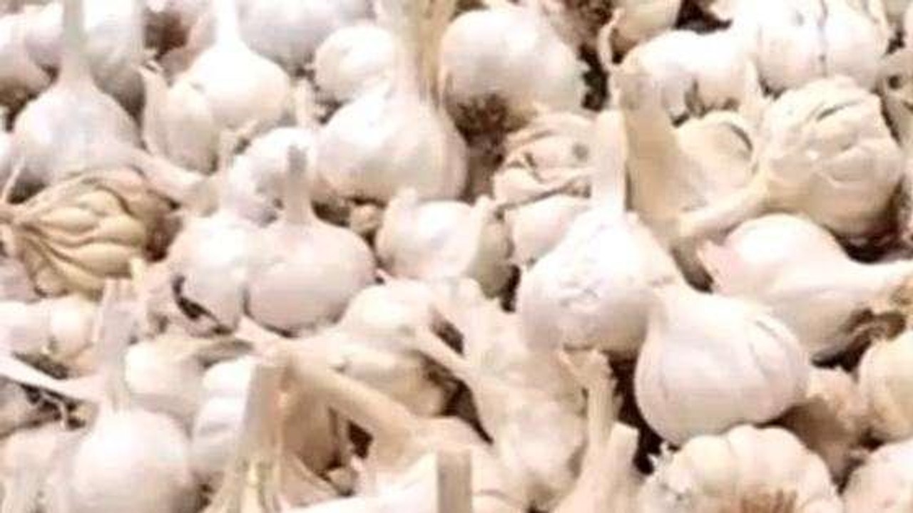 विदिशा: आसमान छू रहे लहसुन के दाम,गरीब की थाली से गायब