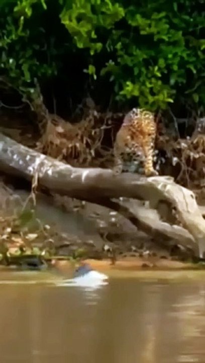 JAGUAR ATTACKED BY GIANT RIVER OTTERS _WILD ANIMALS FIGHT #shorts #animals