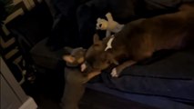 Cute dogs have a playfully perfect time together *Wholesome Dog video*
