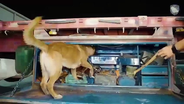 الزكاة تُحبط محاولتَي تهريب أكثر من 250 ألف حبة كبتاجون عند منفذ الحديثة