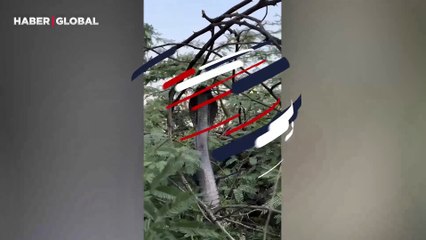 Korkudan nefes nefese kalan kobranın vücudu titredi, çıkardığı ses izlenme rekoru kırdı!