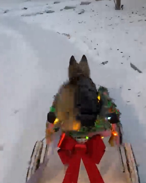 Disabled Dog Rescued in Time for Christmas