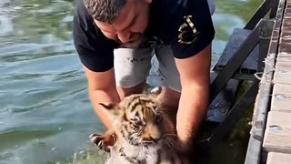 Tiger Attack on a Man