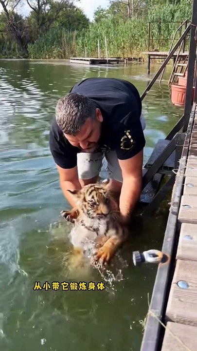 Tiger Attack on a Man