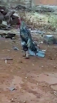 Cock Parade near wagha during fauji parade wagah border