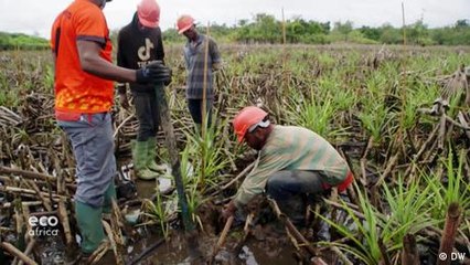 NGOs take on rising sea levels in Cameroon’s Douala