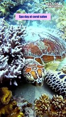 Shell Spa Day: Green Turtle's Relaxing Coral Rub || Best of Internet