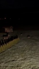 Il découvre une meute de loups en pleine chasse dans son jardin