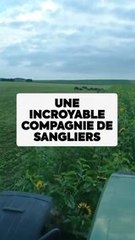 Quand l’apprenti agriculteur et tiktokeur @benjy_vlt tombe sur une impressionnante compagnie de sangliers dans son champ. 