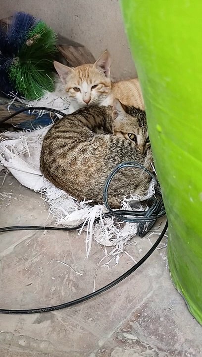 Sleeping kittens