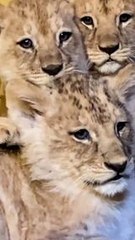 Le parc Planète Sauvage, près de Nantes, annonce la naissance de 4 lionceaux : Kuito, Kumi, Khan et Kwilu. 