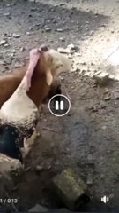 Kambing Emosi yang Bikin Ngakak 😂