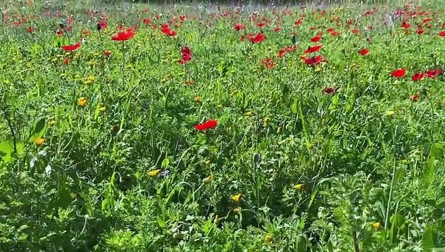 Lettre errante Bande-annonce VF