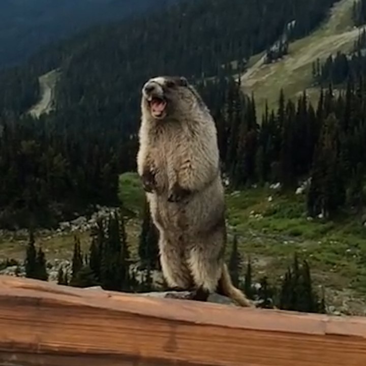 Pourquoi ne faut-il pas photographier ni nourrir les marmottes en montagne ?
