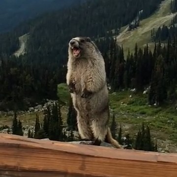 Pourquoi ne faut-il pas photographier ni nourrir les marmottes en montagne ?