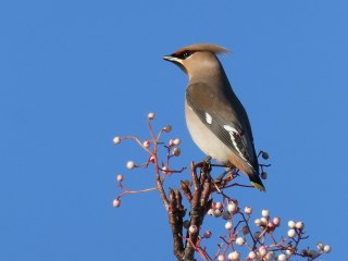 Rare Waxwings Arrive in Ramsey 🐦