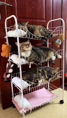 Cats and their favorite spots for napping #catsofig #meow #kitten #kitty #cute #beauty #pet #catlover
