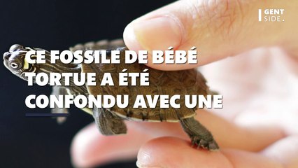 Ce fossile de bébé tortue a été confondu avec une fleur pendant des décennies