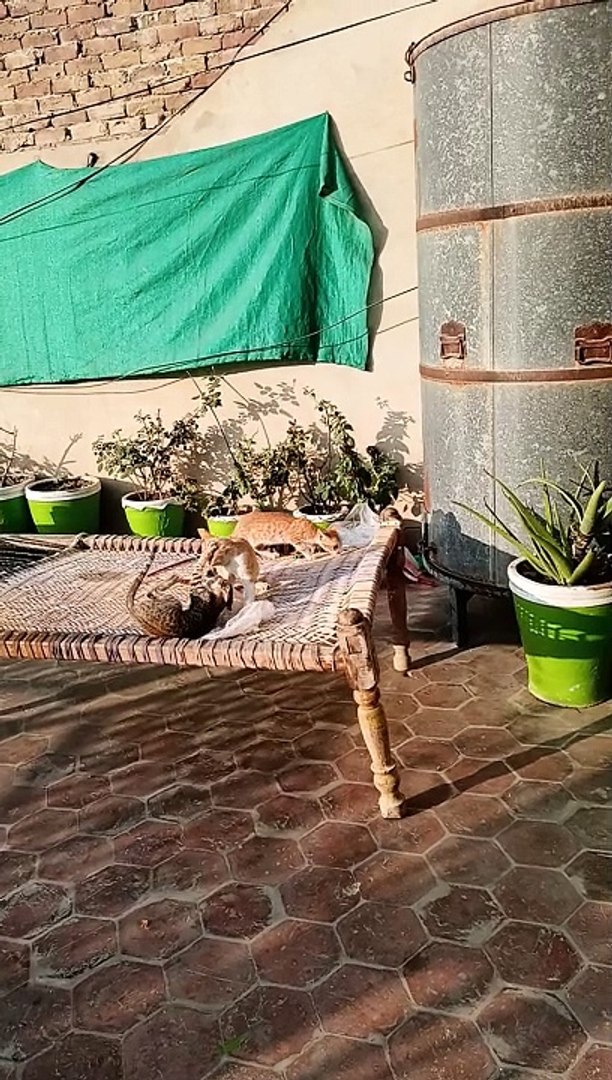 ⁣Kittens fight