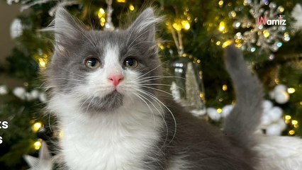 Ce chat rivalise d'ingéniosité pour cacher son plus grand secret dans le froid de l'hiver