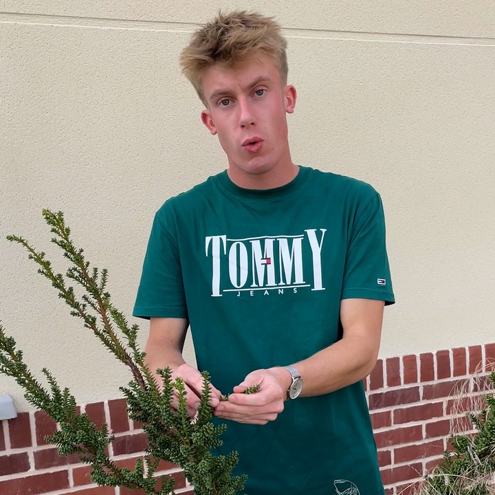 À 20 ans, Hugo transforme son village en jardin botanique