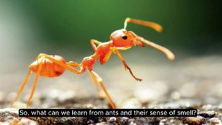 Ants and their Sense of Smell I How Do Ant Locate Food