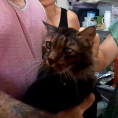 Ils retrouvent leur chat.... 9 ans après