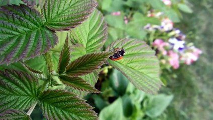 Insects in Stunning 4K ULTRA HD 60 fps