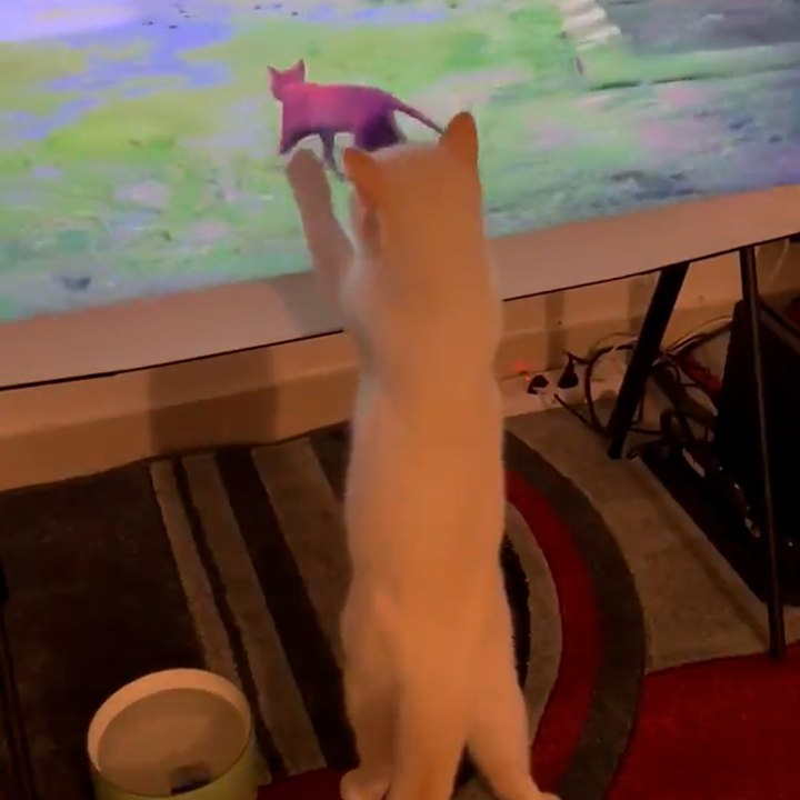 Stray : des chats fascinés par un jeu vidéo où le joueur incarne… un chat