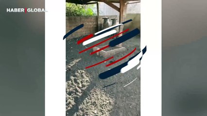 Ahırda yalnız kalmak isteyen kuzular kahkahaya boğdu: Çiftçiyi kovdular