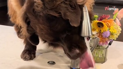 Elle montre la routine matinale de son Terre-Neuve dans la cuisine : 1,4M de personnes hurlent de rire (vidéo)