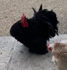 Où est passé Doudou, le coq du gouvernement ?