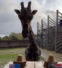 Coupe du monde de rugby : le pronostic d'Obano la girafe pour la finale