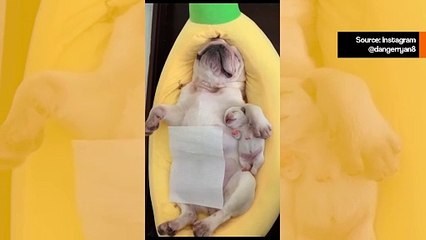 Ranskalaisen bulldogin emo ja pentu nukkuvat - suloisin asia, jonka näet tänään