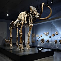 Le squelette de ce mammouth a été monté à l'envers