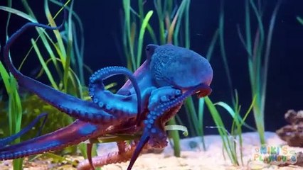 Create and Learn Sea Animals with Play Doh & Cocomelon Kids  Preschool Toddler Learning Video