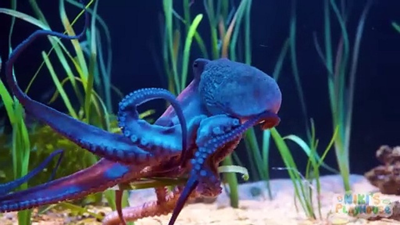 Create and Learn Sea Animals with Play Doh & Cocomelon Kids  Preschool Toddler Learning Video