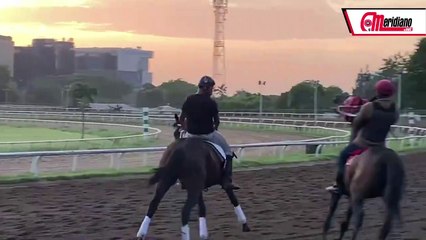 Li Tre Fratelli casí sufre un accidente en la pista del hipódromo Presidente Remón.
